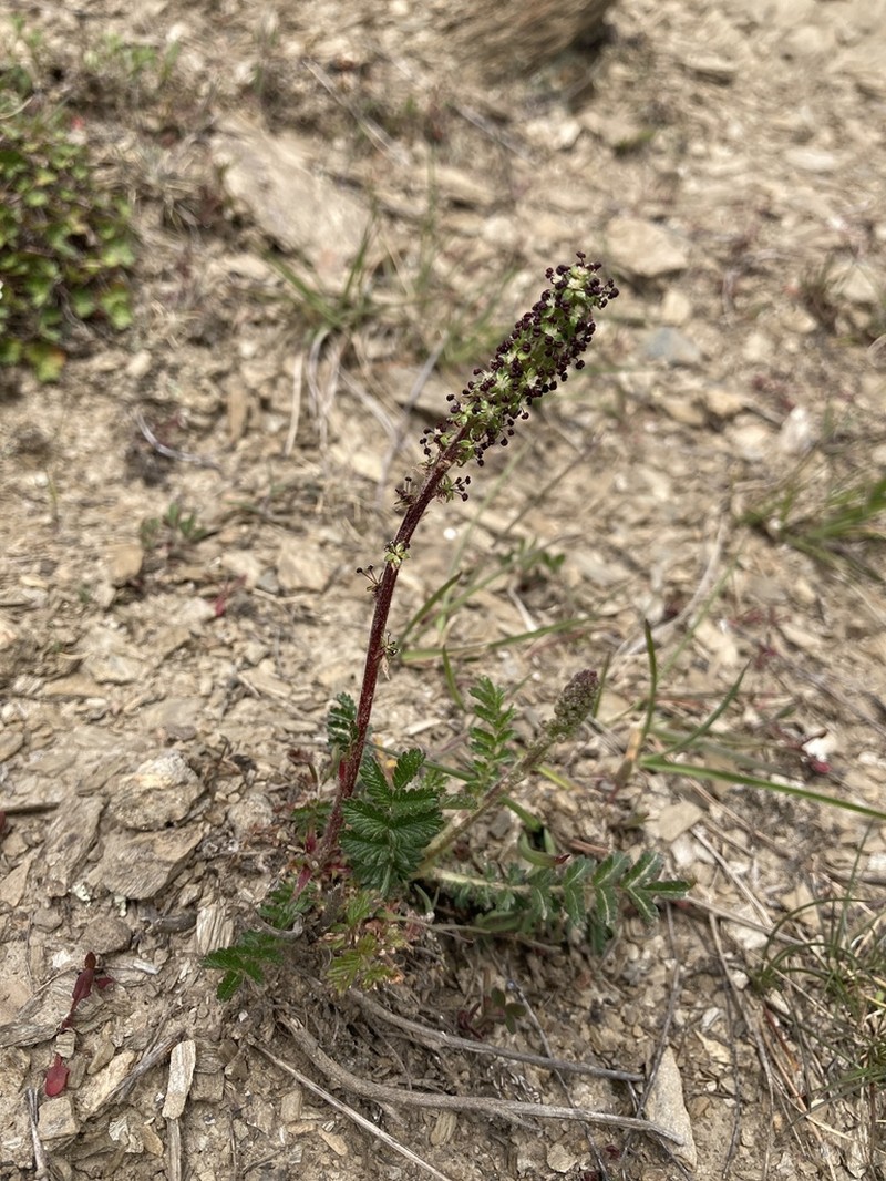 Acaena agnipila photo 7