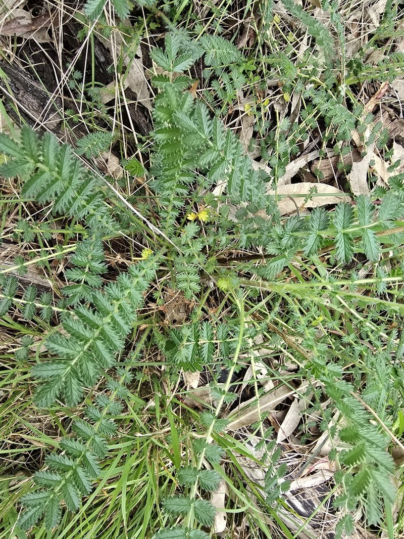 Acaena agnipila photo 8