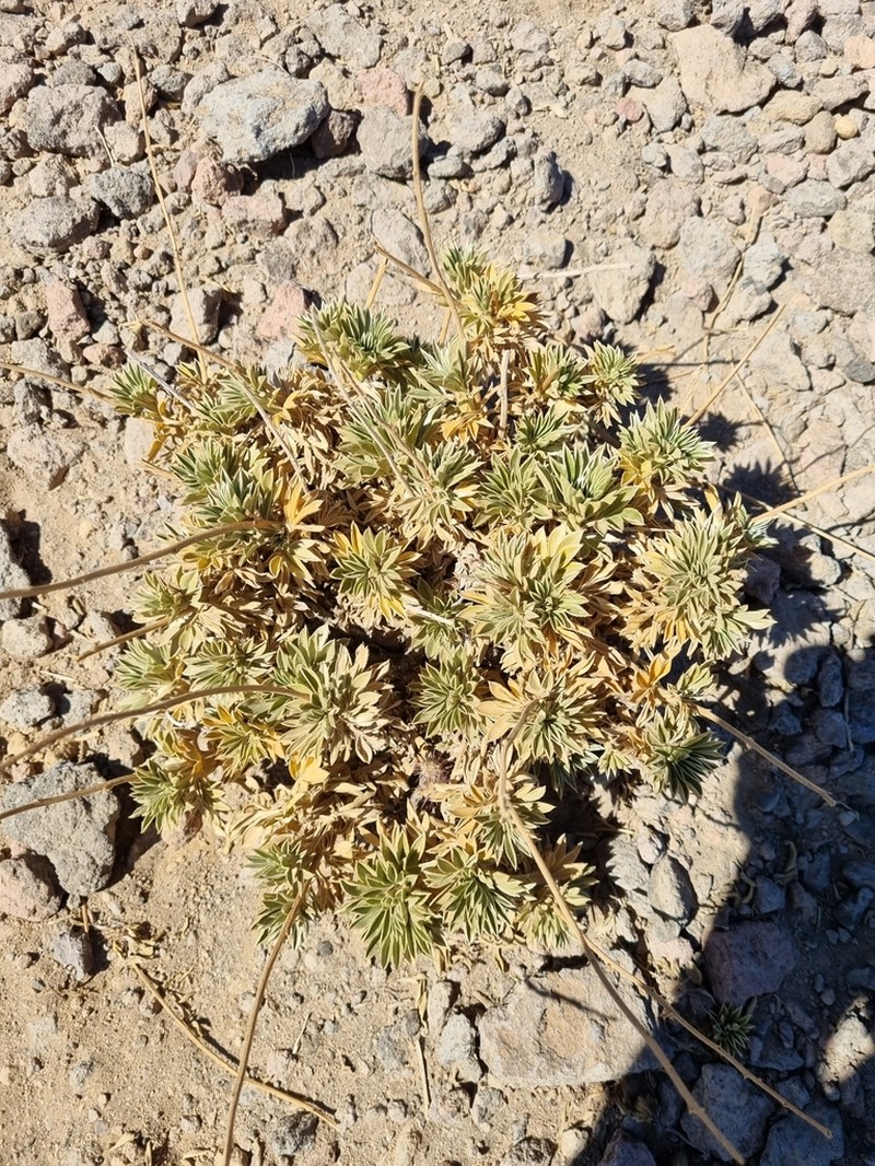 Acaena alpina