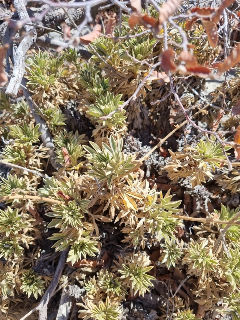Acaena alpina photo 2