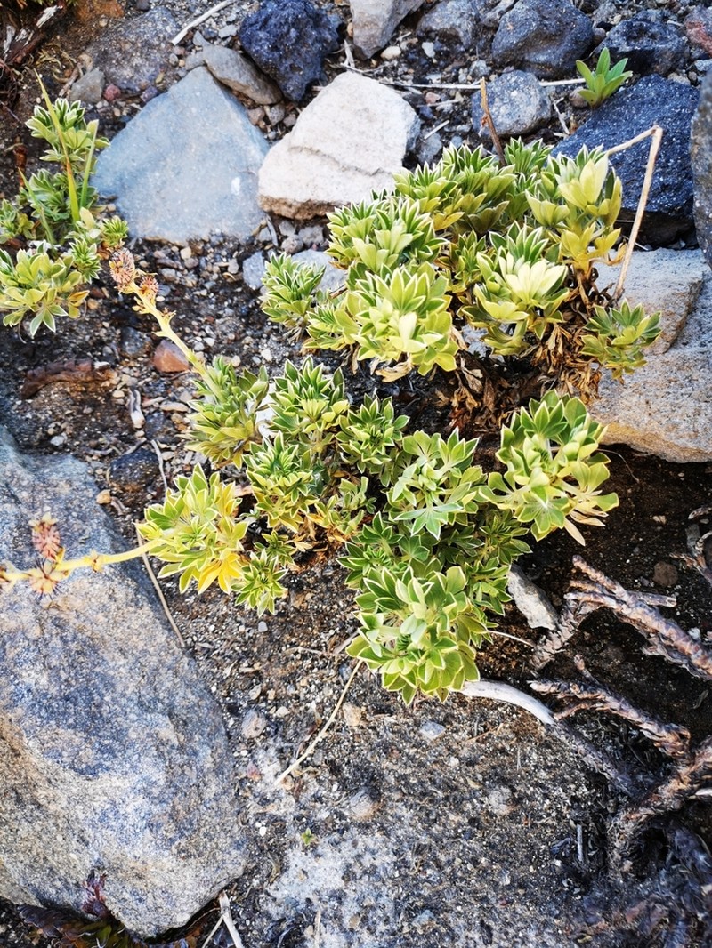 Acaena alpina photo 3