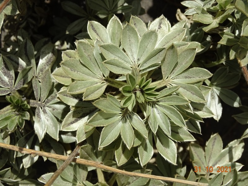Acaena alpina photo 6