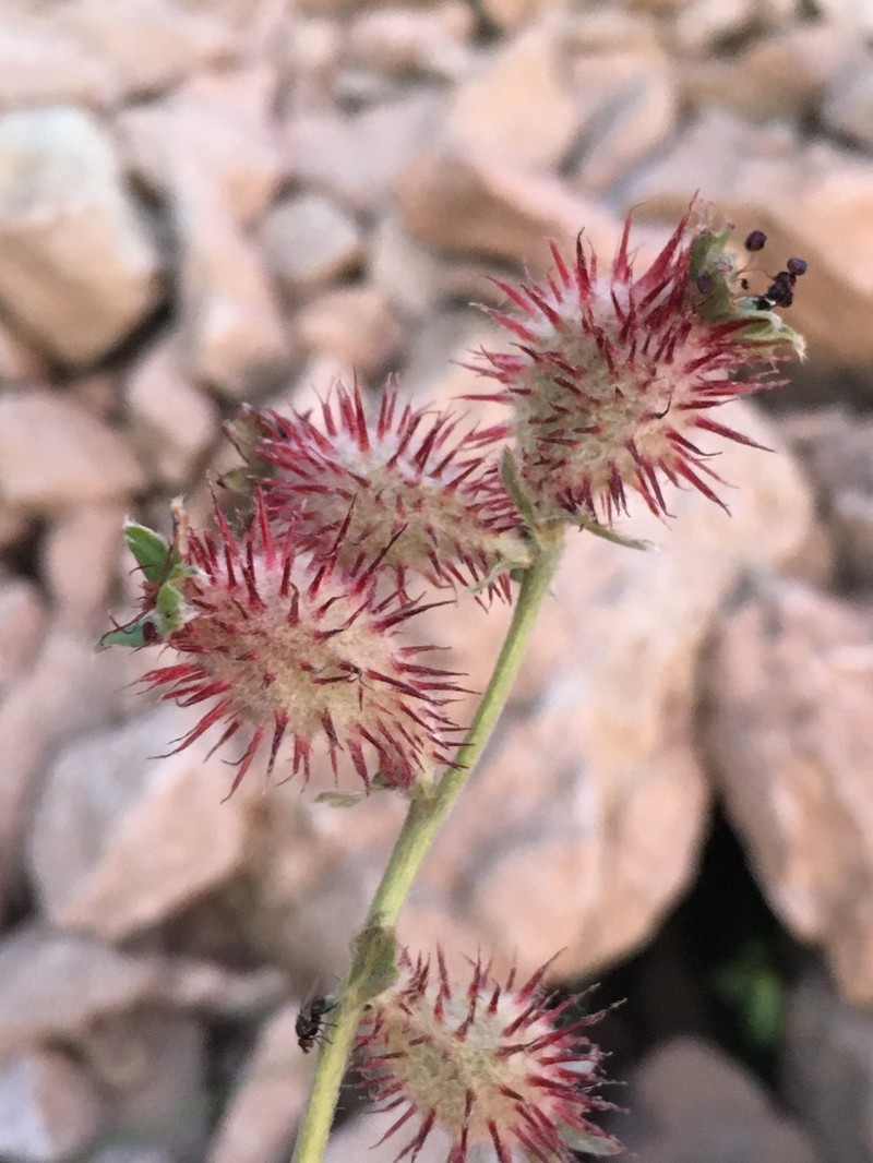 Acaena alpina photo 7