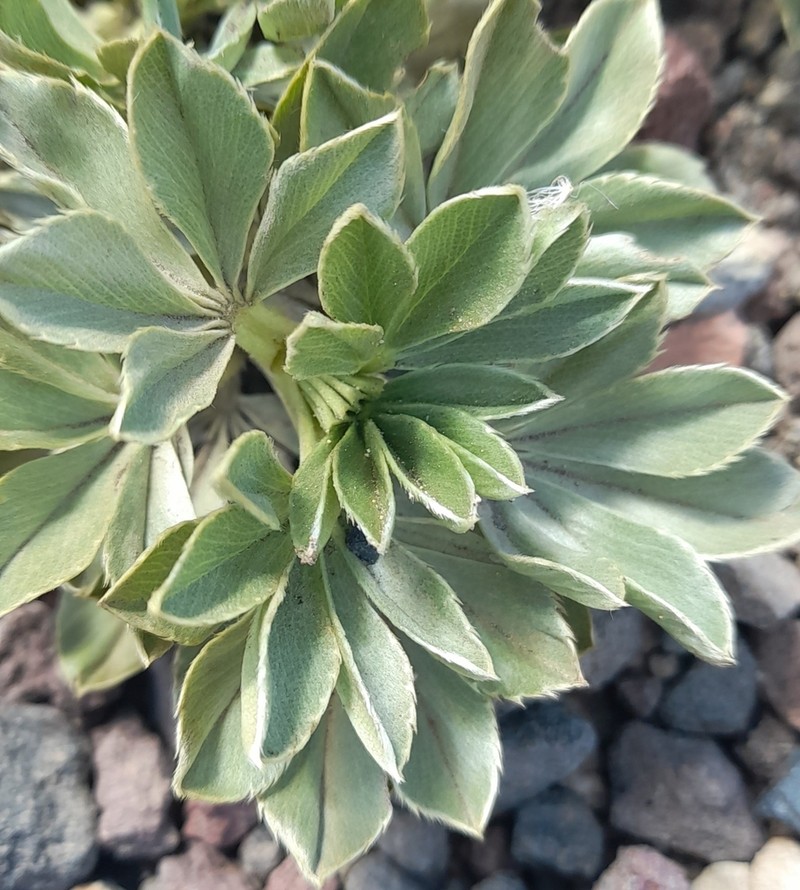 Acaena alpina photo 8