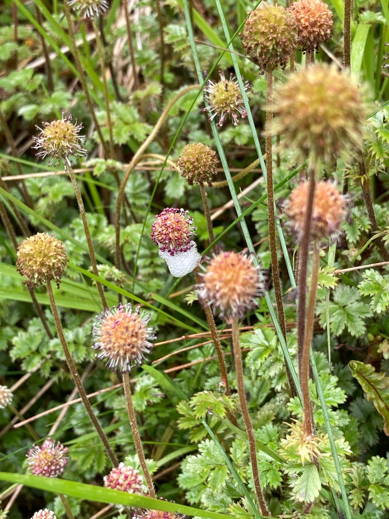 Acaena anserinifolia
