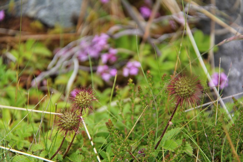 Acaena anserinifolia photo 2