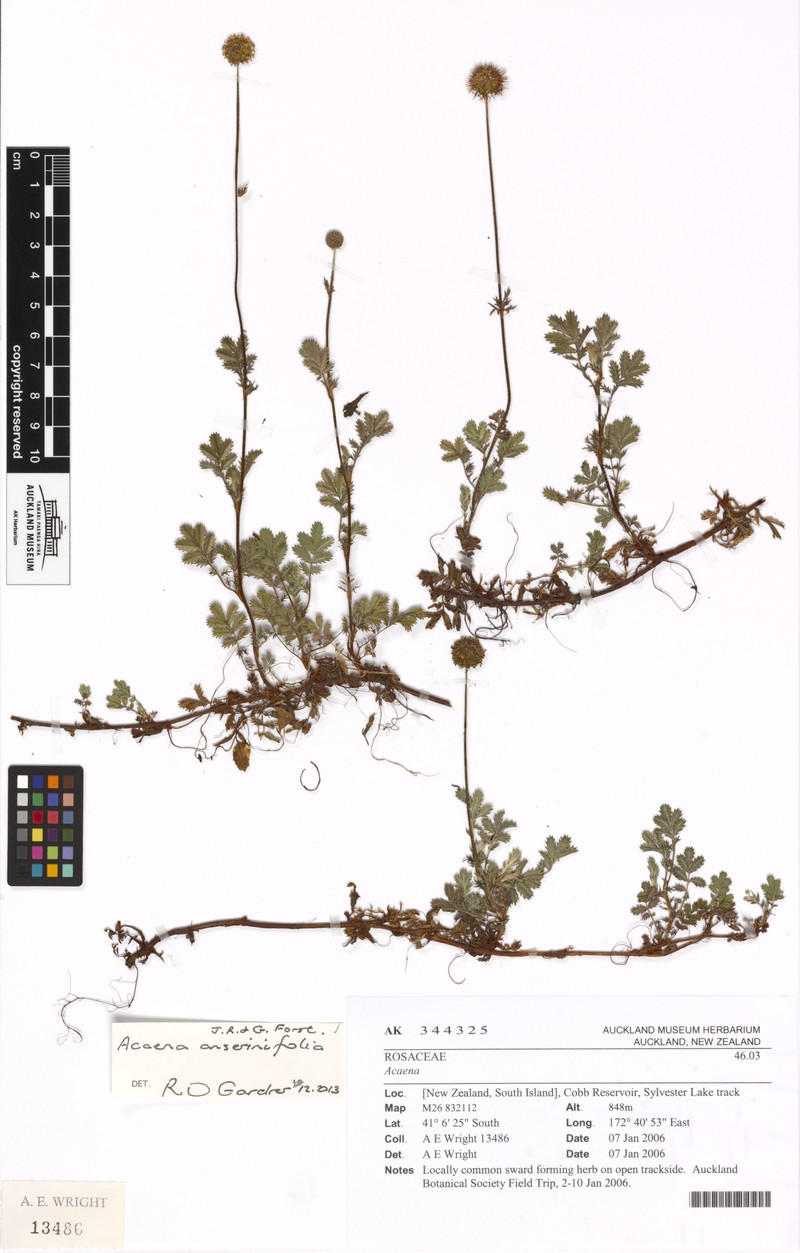 Acaena anserinifolia photo 3