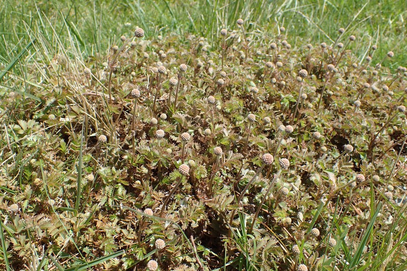 Acaena anserinifolia photo 4