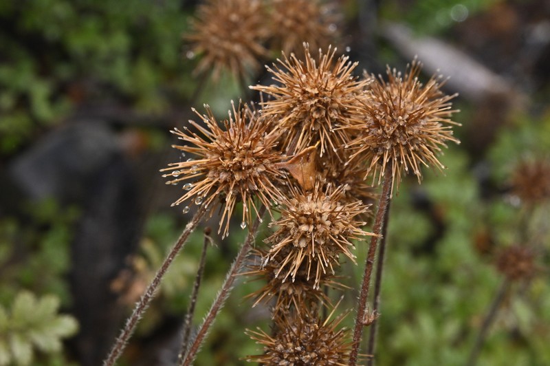 Acaena anserinifolia photo 5