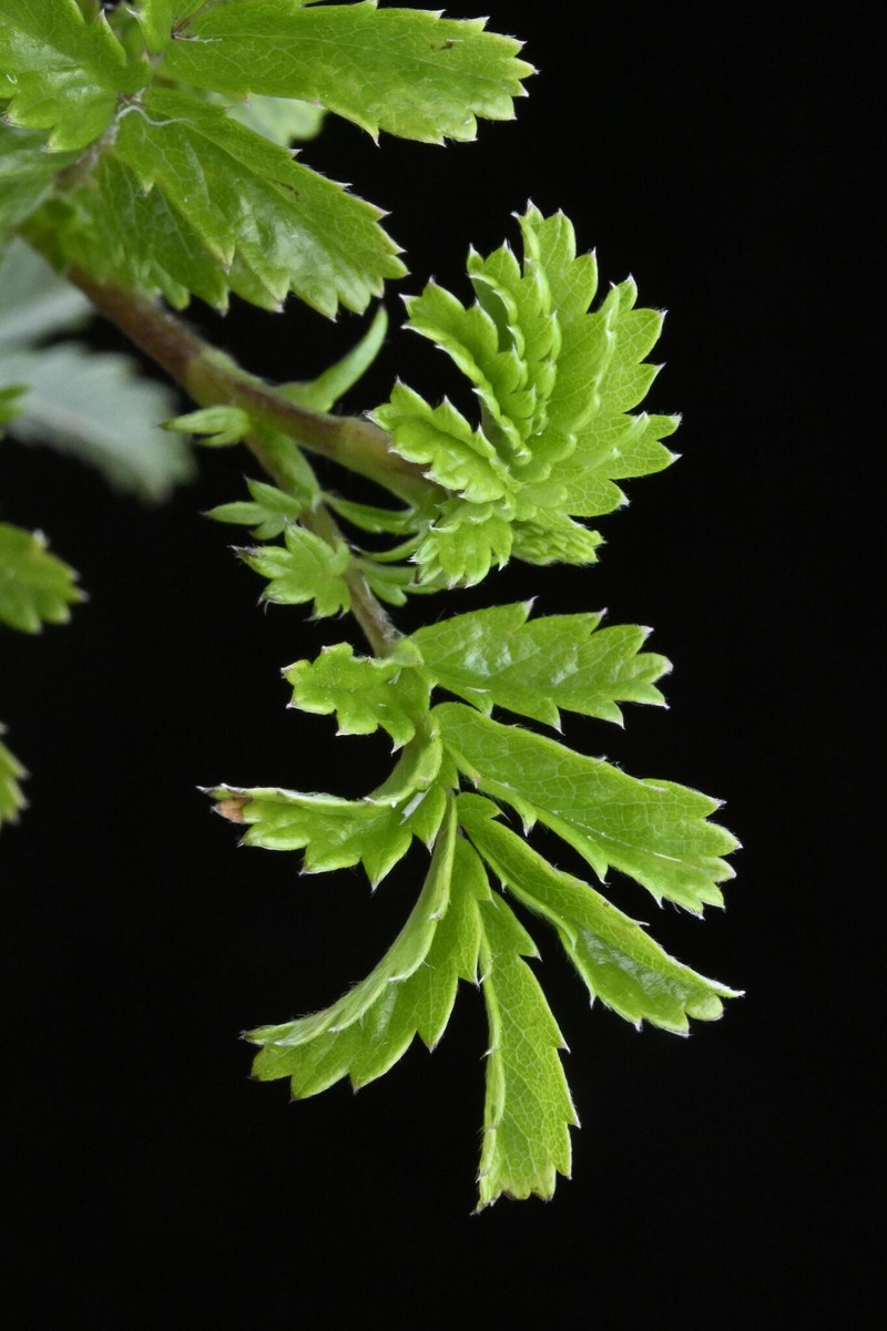 Acaena anserinifolia photo 6