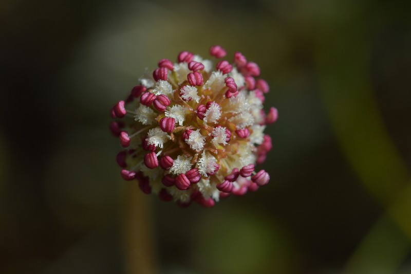 Acaena anserinifolia photo 7