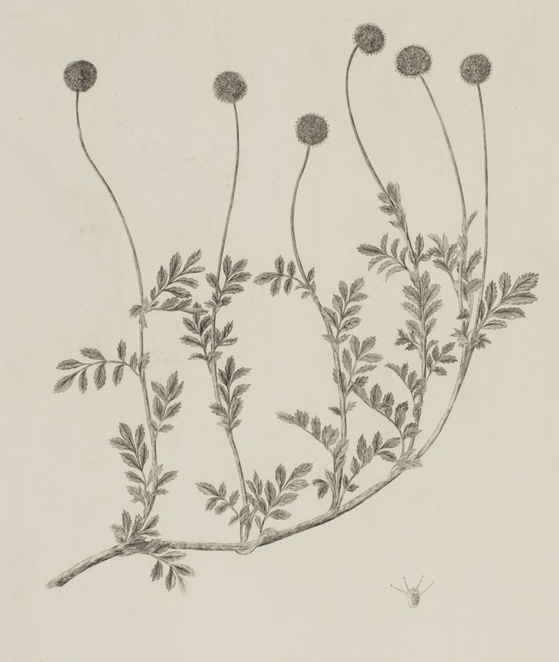 Acaena anserinifolia photo 8