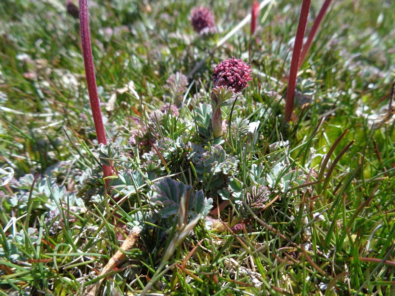 Acaena antarctica