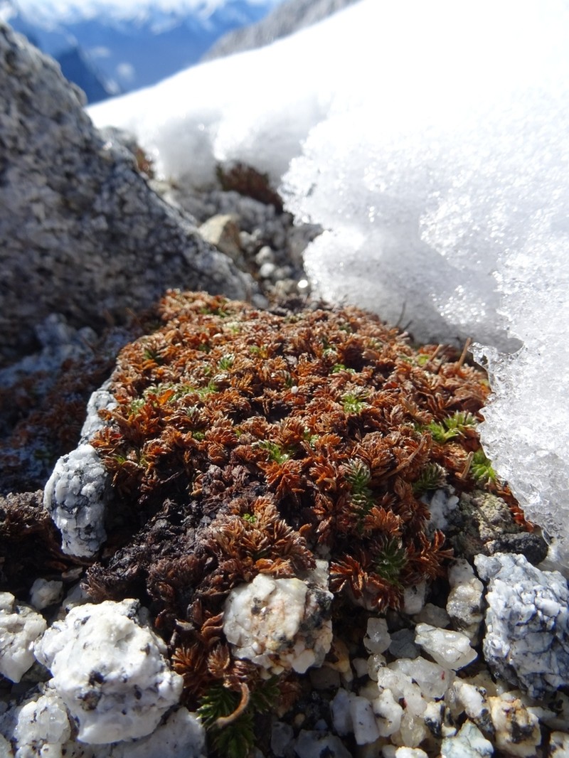 Acaena antarctica photo 2