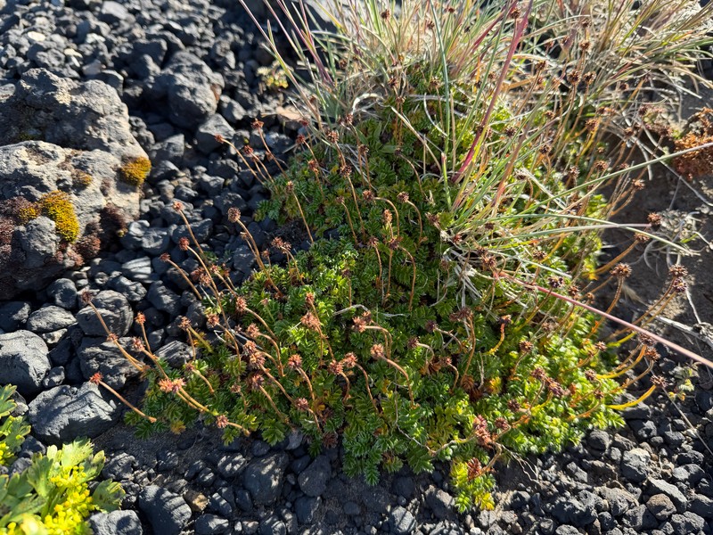 Acaena antarctica photo 8