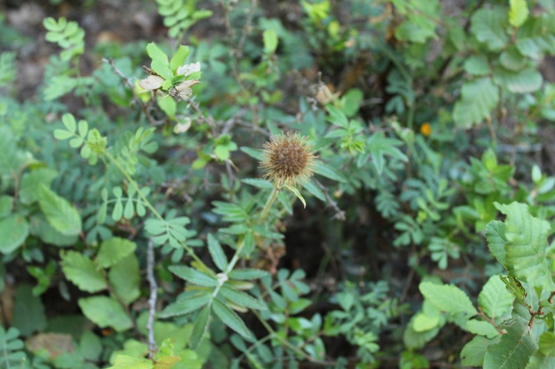 Acaena argentea photo 2