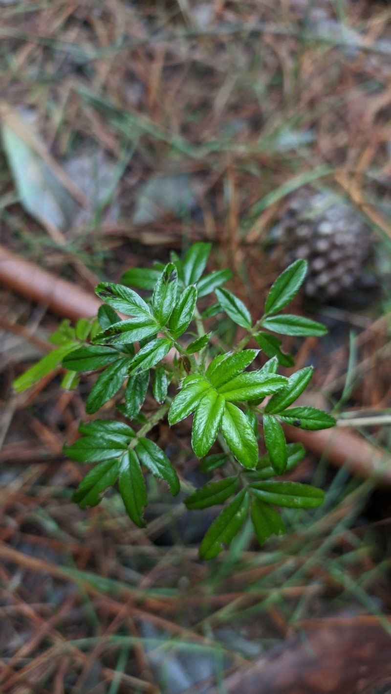 Acaena argentea photo 3