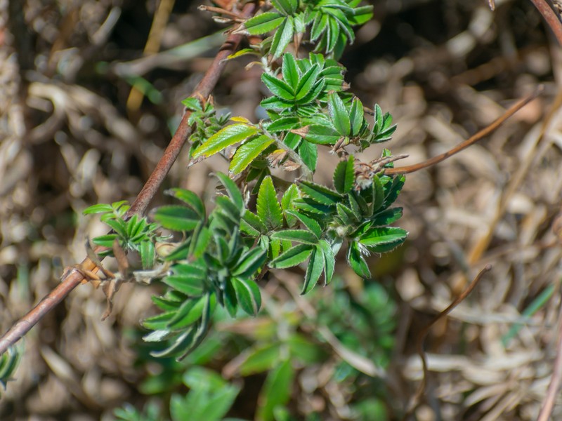 Acaena argentea photo 4