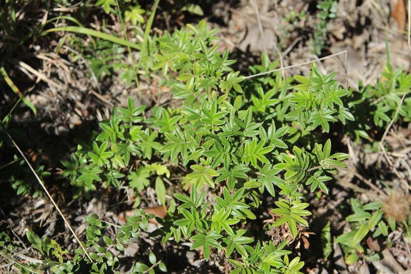 Acaena argentea photo 5