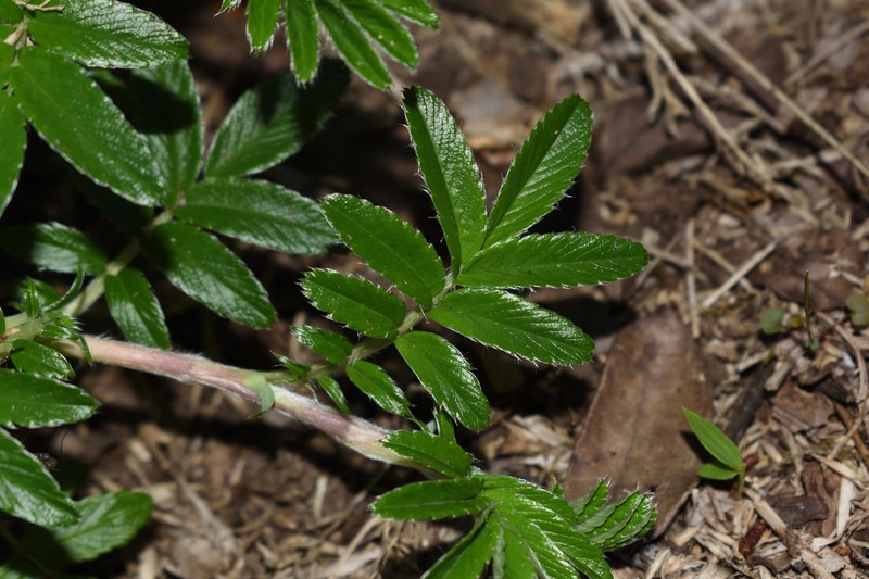 Acaena argentea photo 6