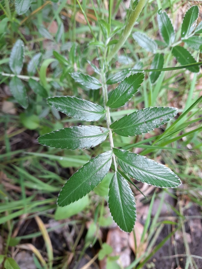 Acaena argentea photo 7