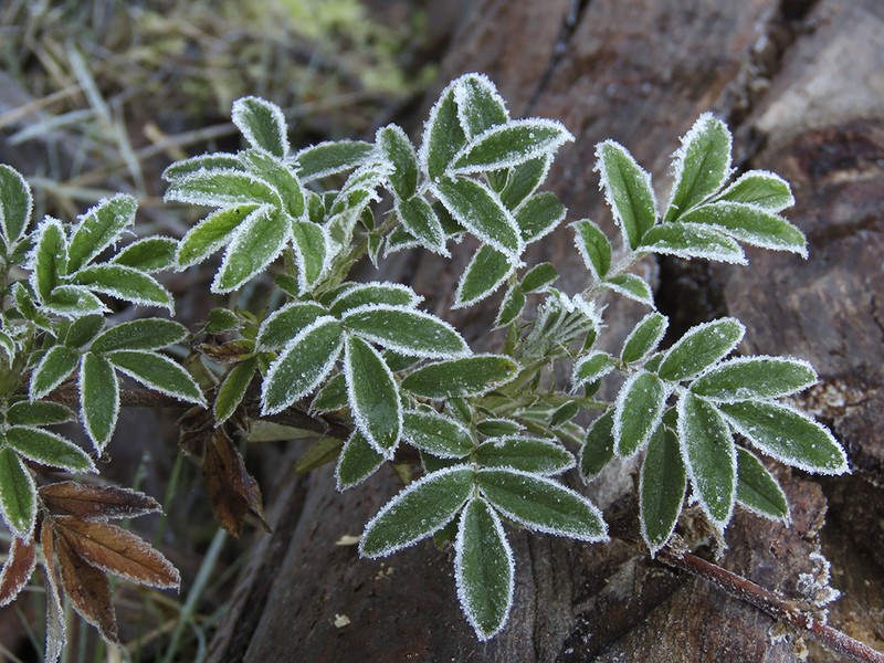 Acaena argentea photo 8