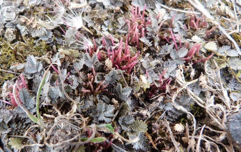 Acaena buchananii