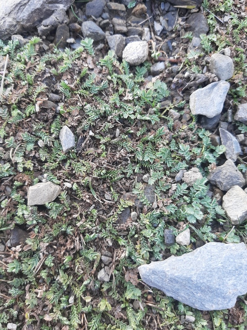 Acaena buchananii photo 2