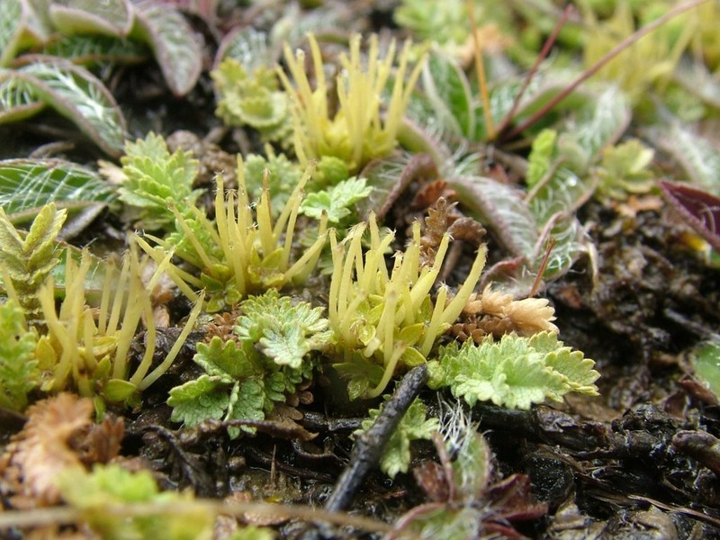 Acaena buchananii photo 3