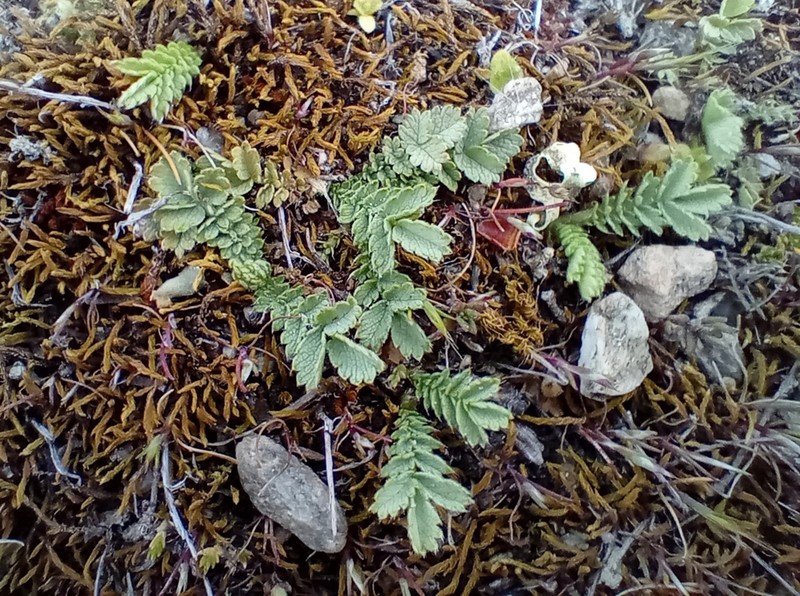 Acaena buchananii photo 4