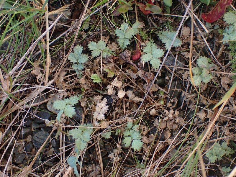 Acaena buchananii photo 6