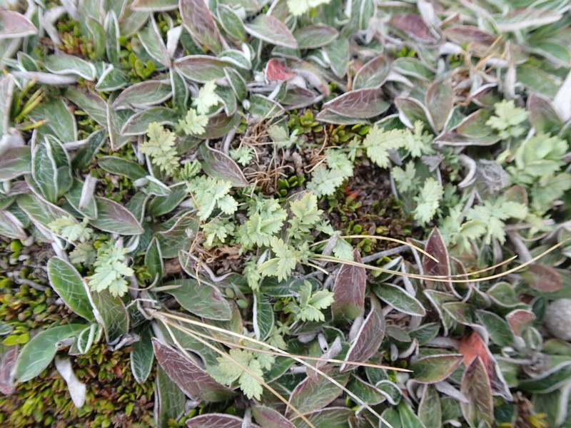 Acaena buchananii photo 7