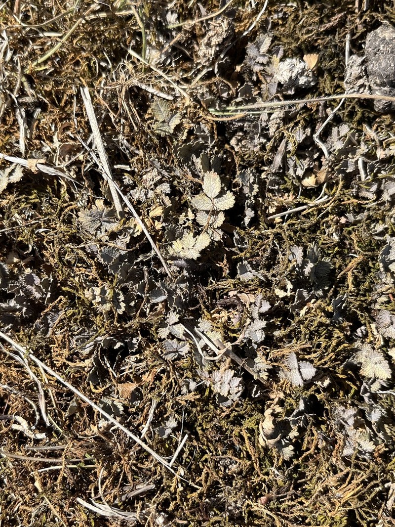 Acaena buchananii photo 8