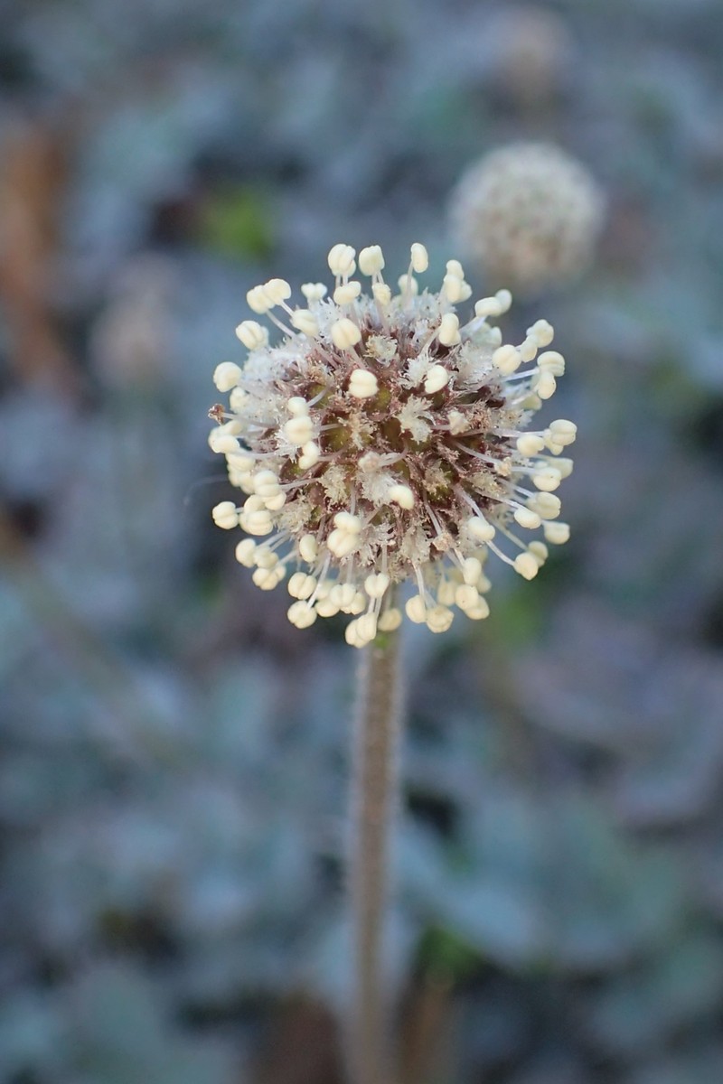 Acaena caesiiglauca