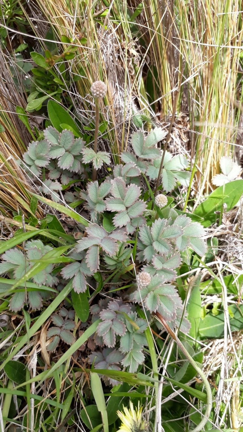 Acaena caesiiglauca photo 2