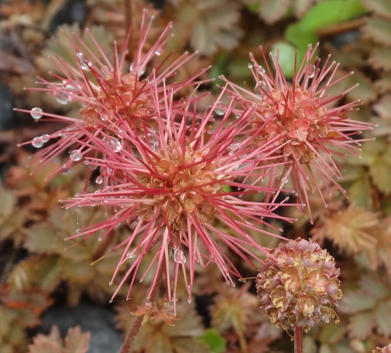 Acaena caesiiglauca photo 3