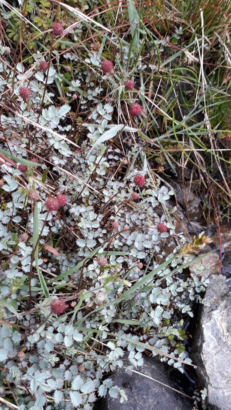 Acaena caesiiglauca photo 4