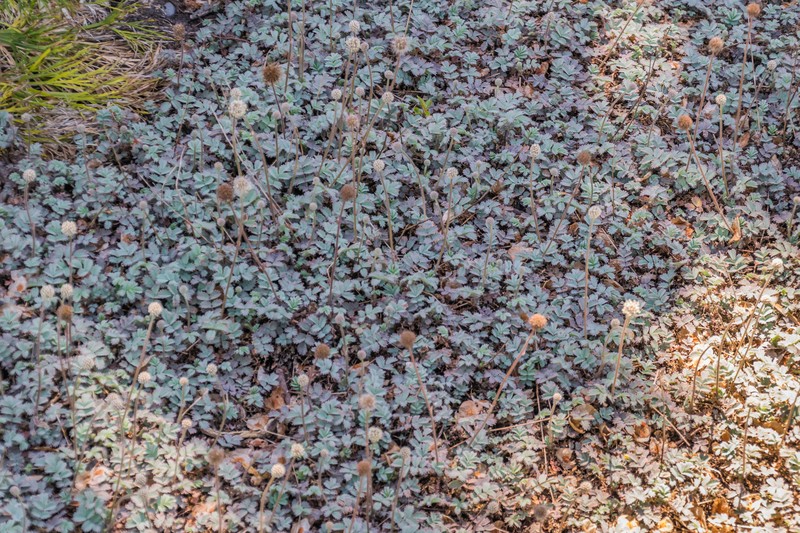 Acaena caesiiglauca photo 5