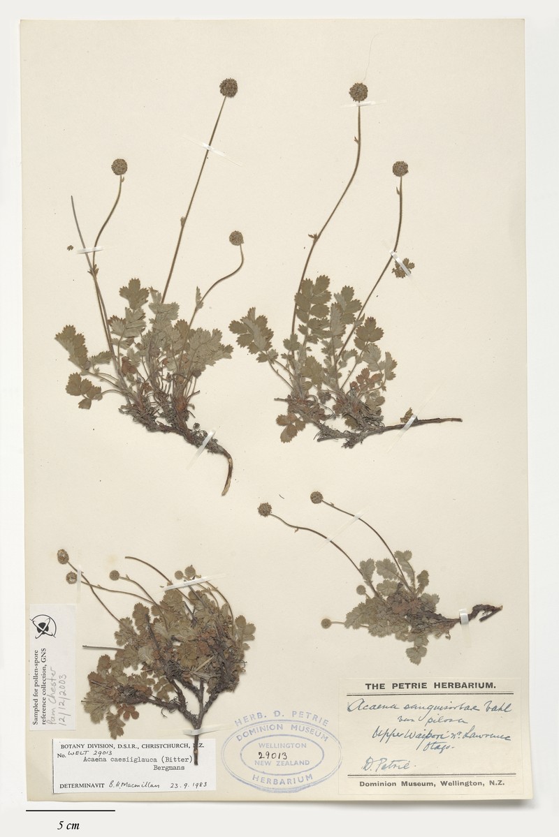 Acaena caesiiglauca photo 6