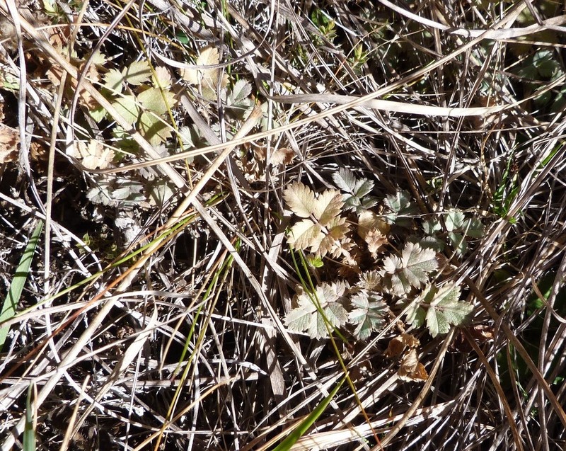 Acaena caesiiglauca photo 7