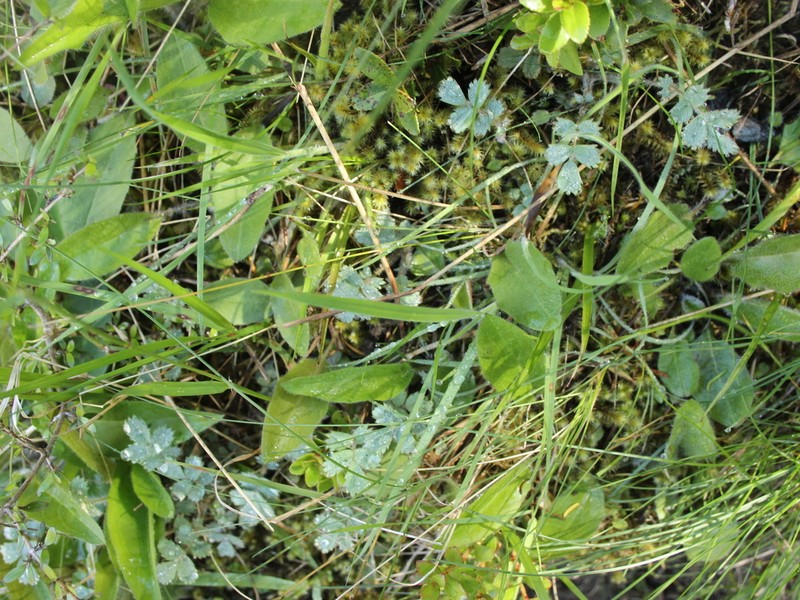 Acaena caesiiglauca photo 8
