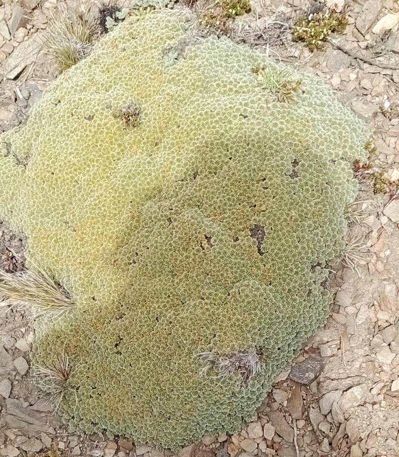 Acaena caespitosa
