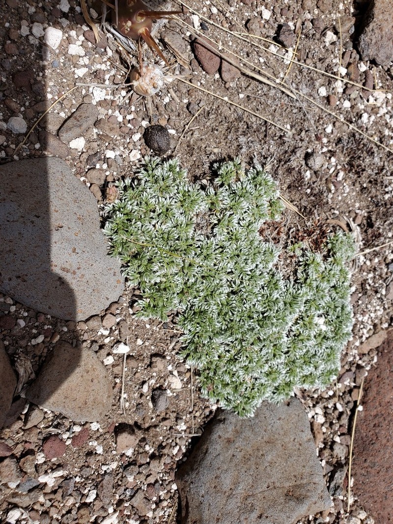 Acaena caespitosa photo 2