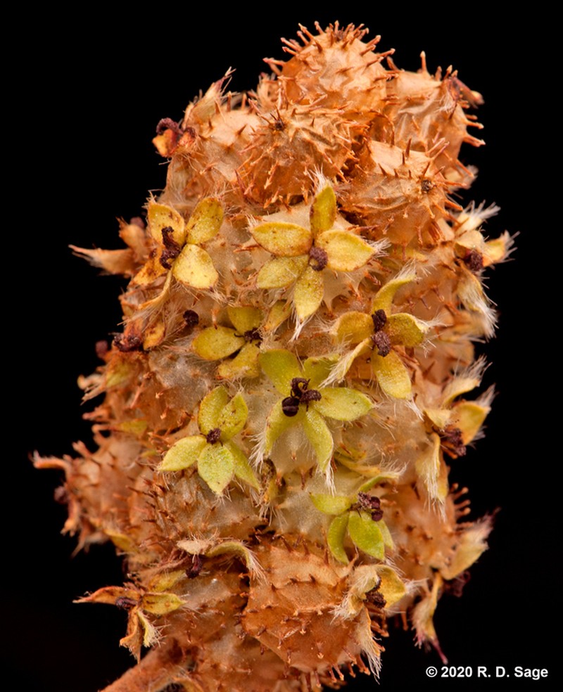Acaena caespitosa photo 3