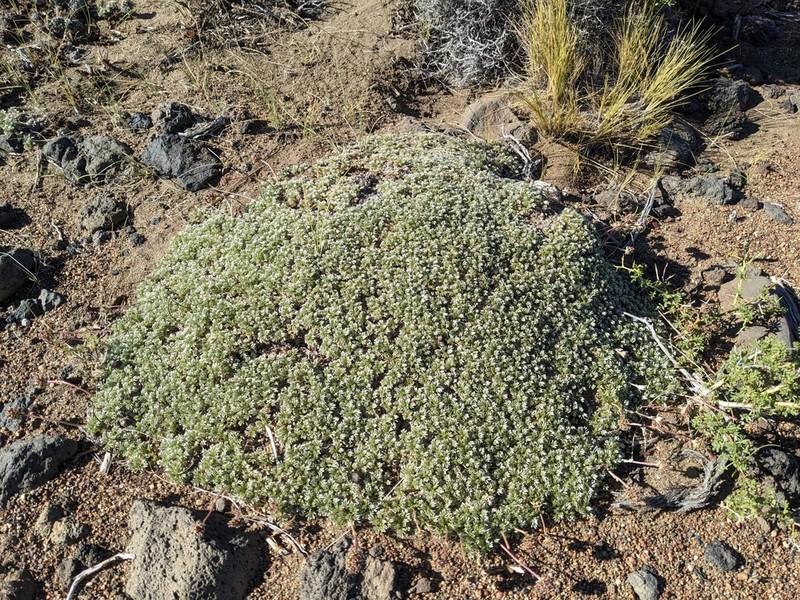 Acaena caespitosa photo 4