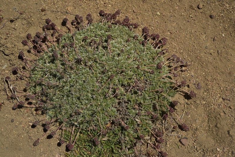 Acaena caespitosa photo 5