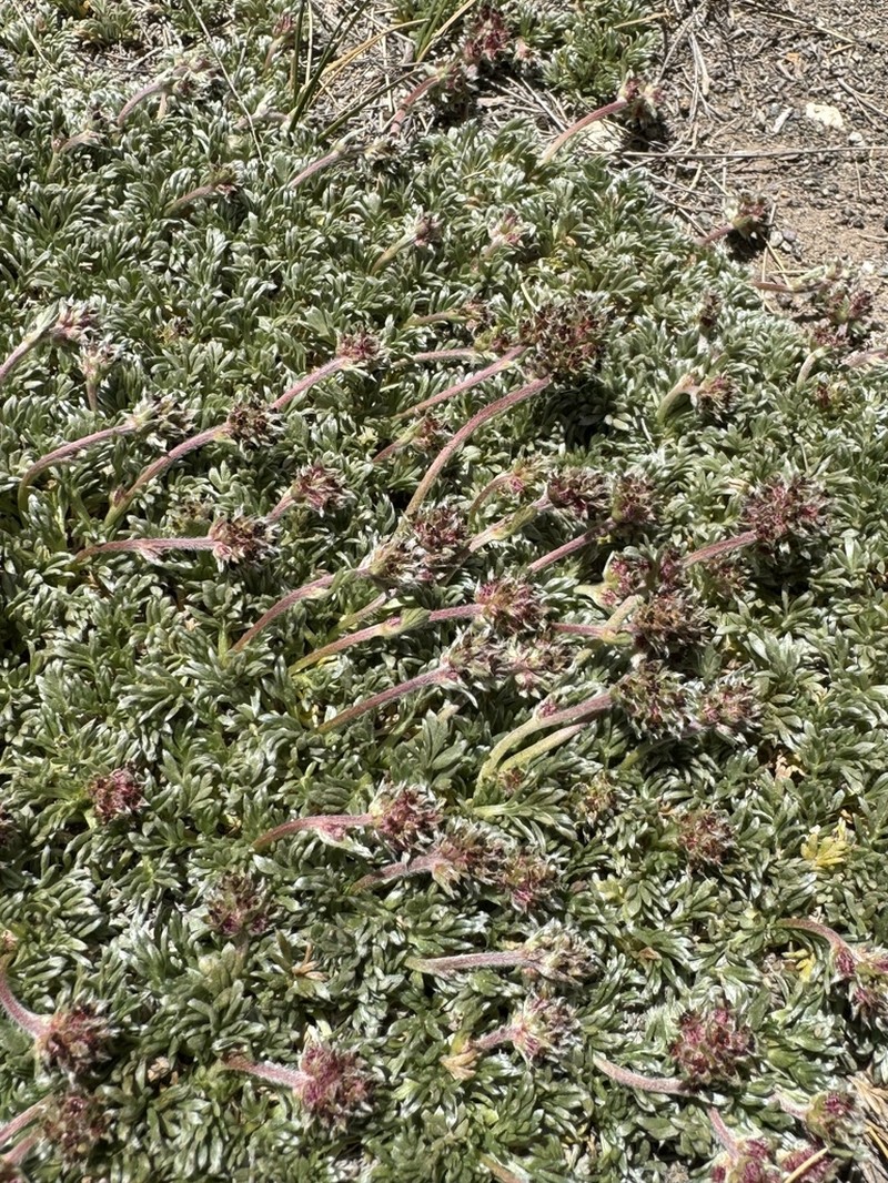 Acaena caespitosa photo 6