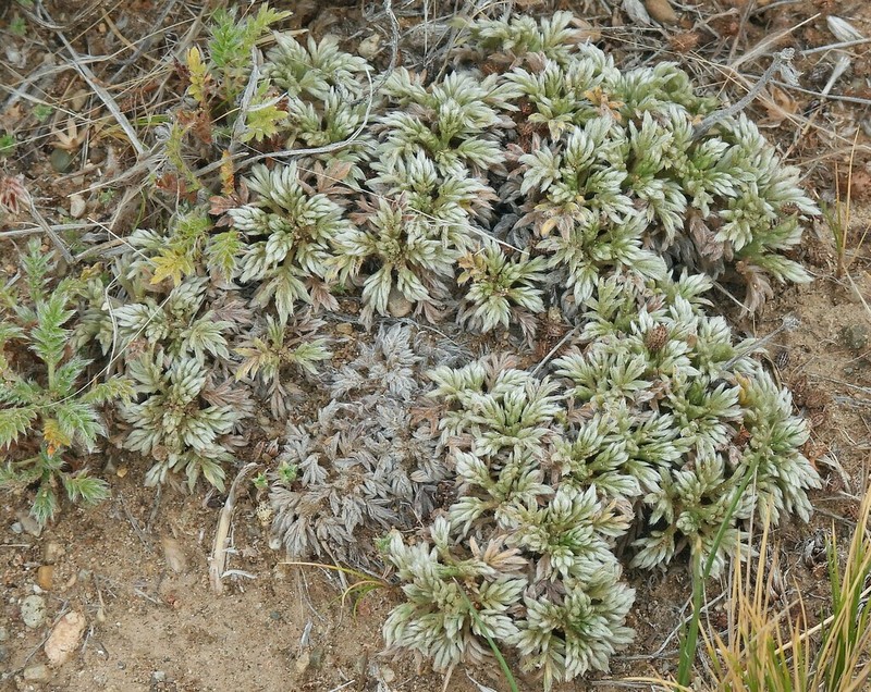 Acaena caespitosa photo 7