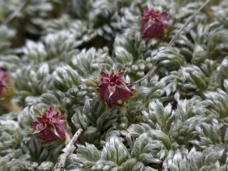 Acaena caespitosa photo 8