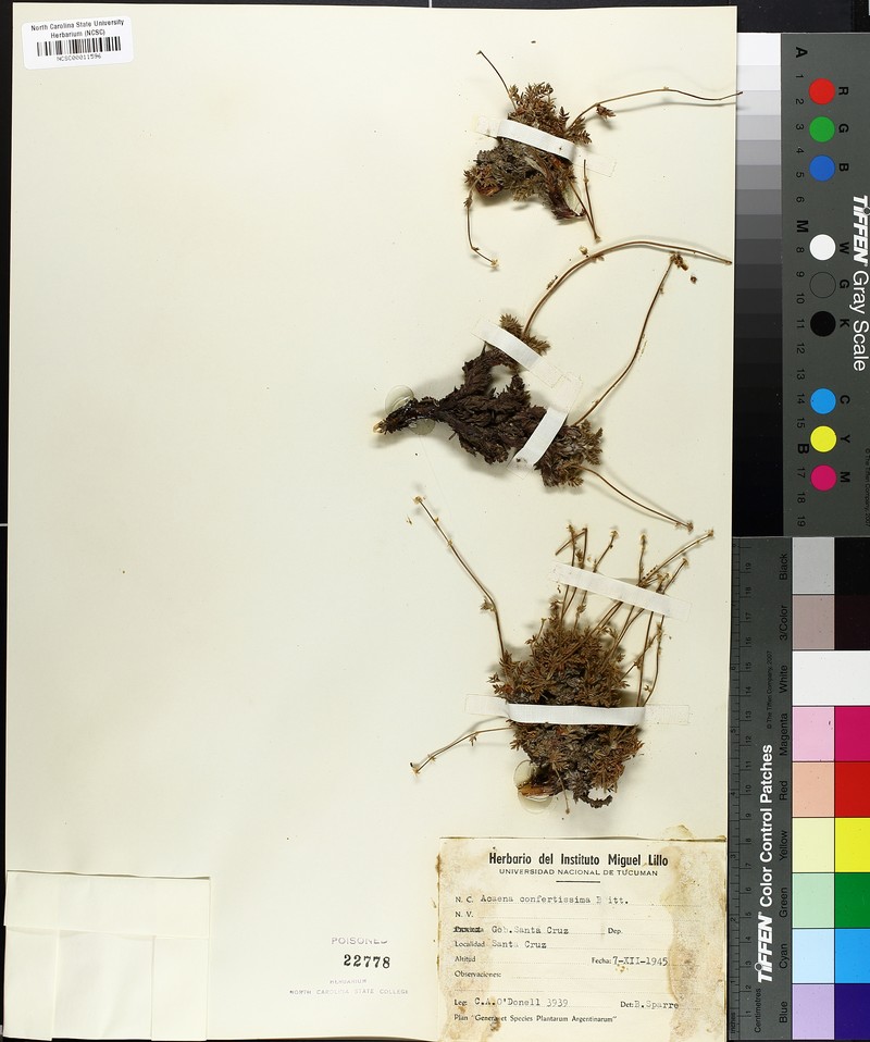 Acaena confertissima